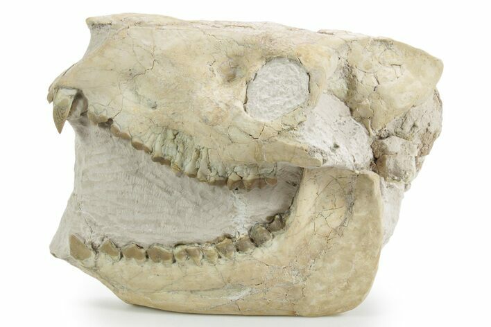 Fossil Oreodont (Merycoidodon) Skull - South Dakota #355957